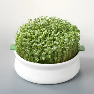 Vas de ceramica cu sita pentru germinare seminte mucilaginoase Germline